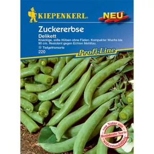 Groszek cukrowy Delicata