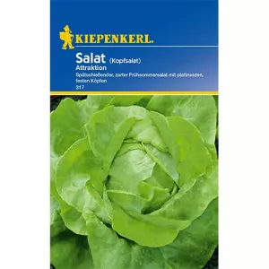 Sałata Attraktion