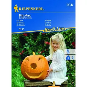 Dynia Big Max