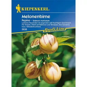 Pepino (Ogórek)