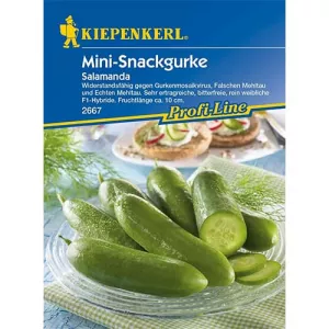Ogórek Salamanda F1