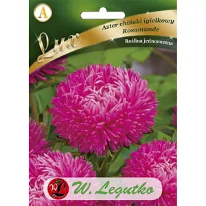 Aster chiński Rosamunda
