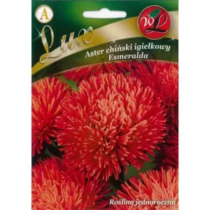 Aster chiński Esmeralda