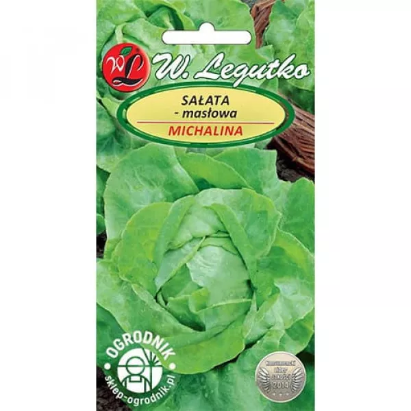 Sałata zielona Michalina Sałata zielona Michalina