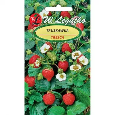 Truskawka Tresca 