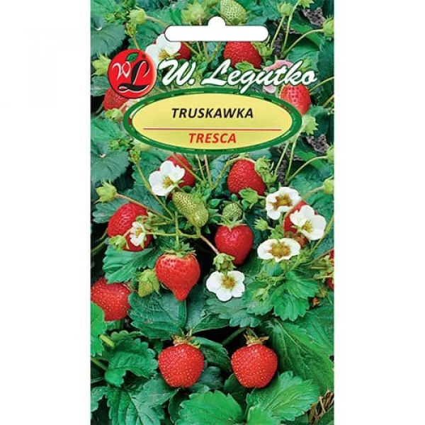 Truskawka Tresca 