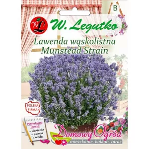 Lawenda Munstead Strain