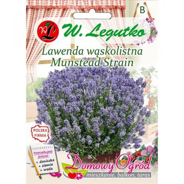 Lawenda Munstead Strain