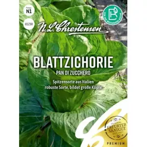 Cykoria Pan di zucchero
