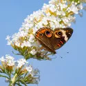 Budleja Dawida White Bouquet