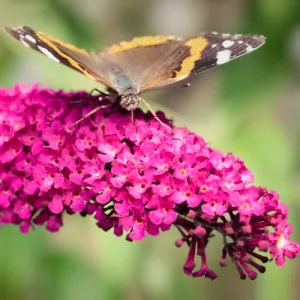 Budleja Dawida Royal Red