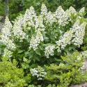 Hortensja Grandiflora