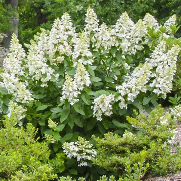 Hortensja Grandiflora