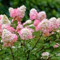 Hortensja Pink Lady