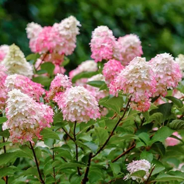 Hortensja Pink Lady
