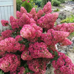 Hortensja Sunday Fraise
