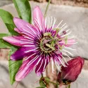 Męczennica (Passiflora) Victoria