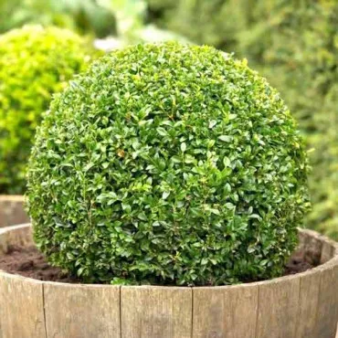 Bukszpan (Buxus)