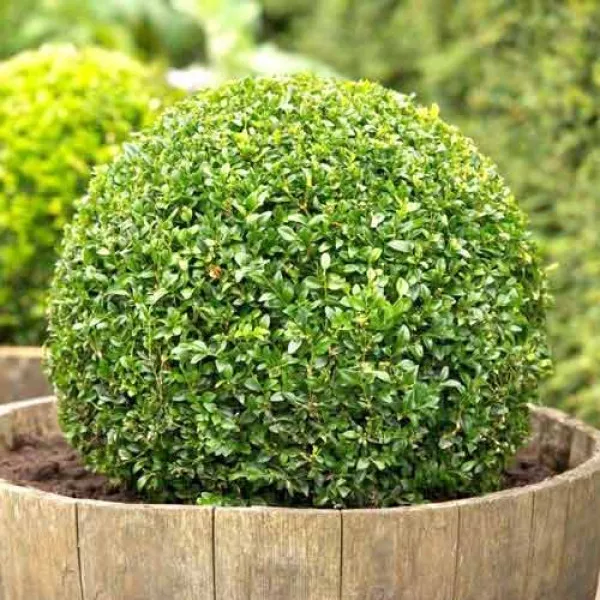Bukszpan (Buxus)