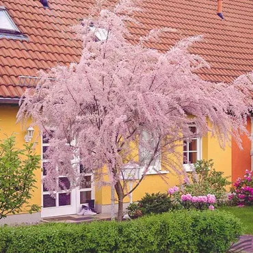Tamaryszek drobnokwiatowy
