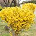 Forsycja Lynwood Gold