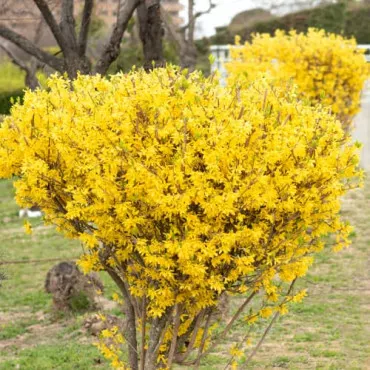 Forsycja Lynwood Gold