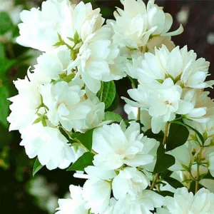 Jaśminowiec Snowbelle