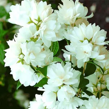 Jaśminowiec Snowbelle