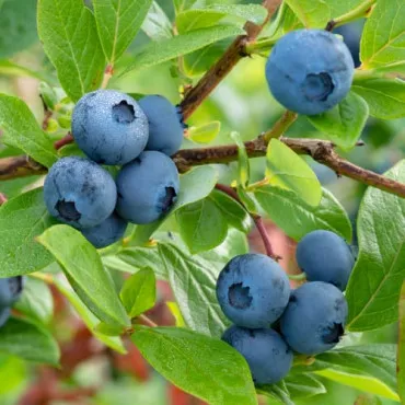 Borówka amerykańska Bluecrop