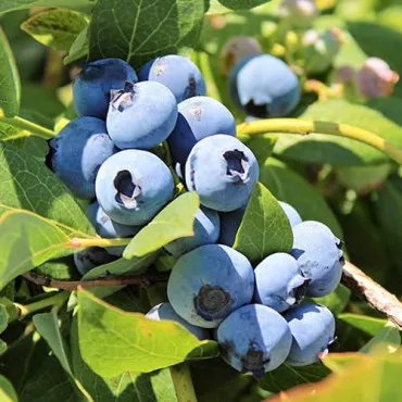 Borówka Bluegold