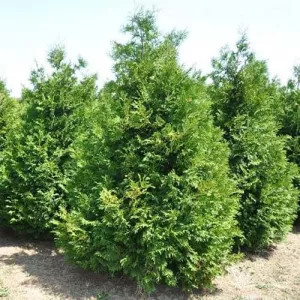 Thuja Brabant