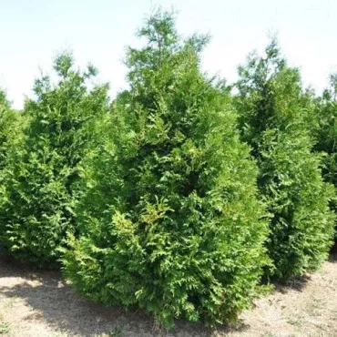 Thuja Brabant