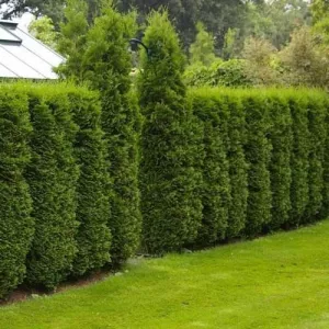 Thuja kolumnowa