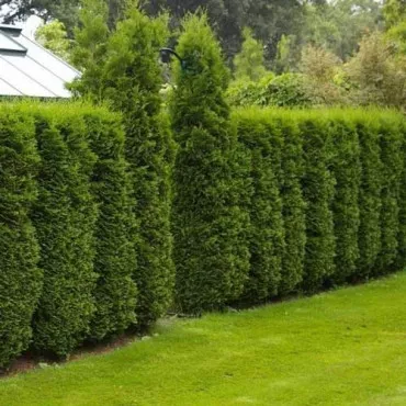 Thuja kolumnowa