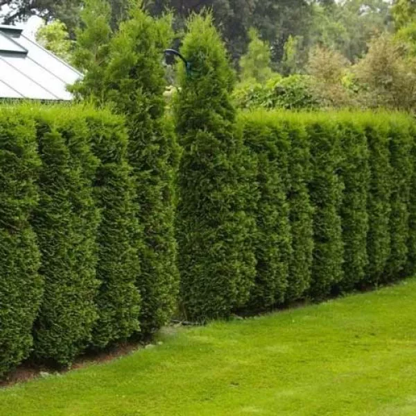 Thuja kolumnowa
