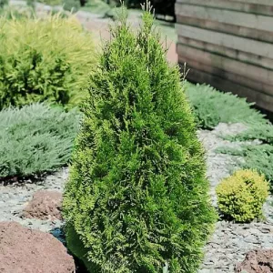 Thuja szmaragdowa
