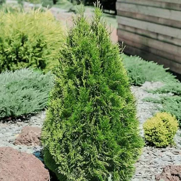 Thuja szmaragdowa