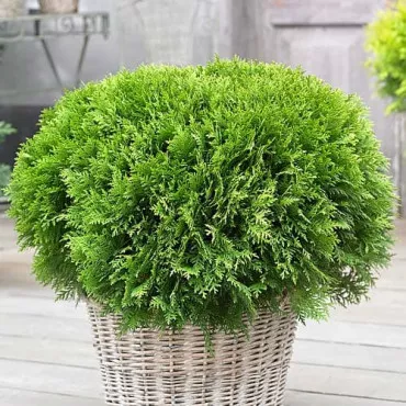 Thuja Danica