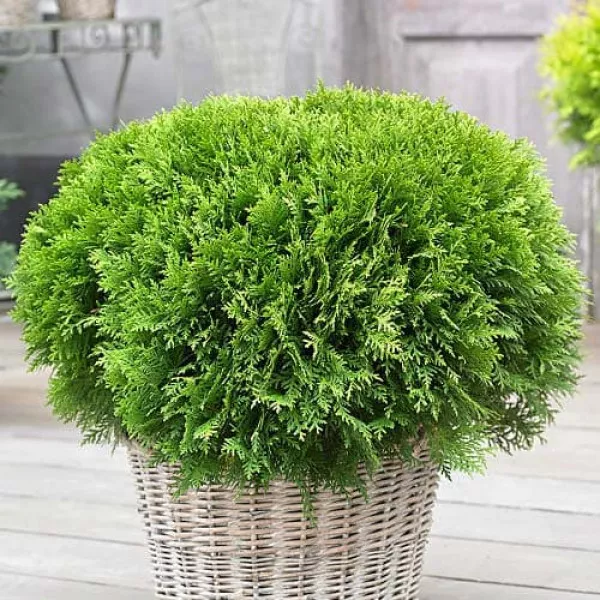 Thuja Danica