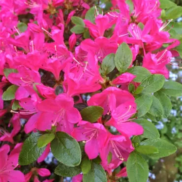 Azalia Geisha Fioletowa