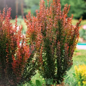 Berberys japoński Helmond Pillar