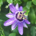 Męczennica (Passiflora) Lavender Lady