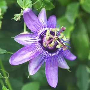 Męczennica (Passiflora) Lavender Lady