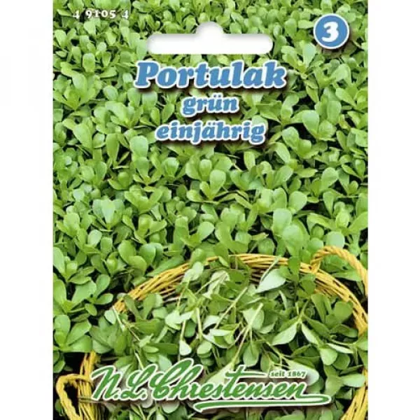 Portulaka gruba jednoroczna