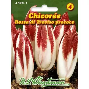 Cykoria czerwona Rossa di Treviso Precoce