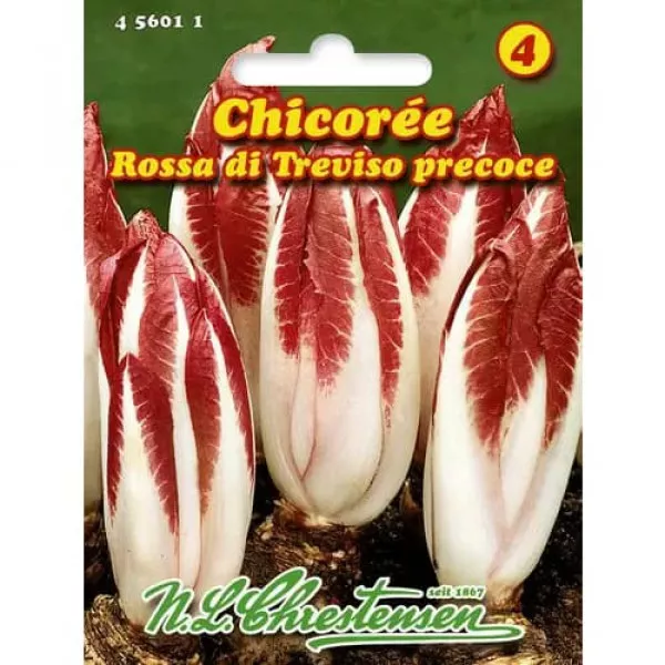 Cykoria czerwona Rossa di Treviso Precoce