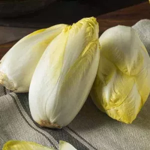 Cykoria Witloof