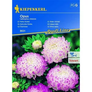 Aster ogrodowy Opus