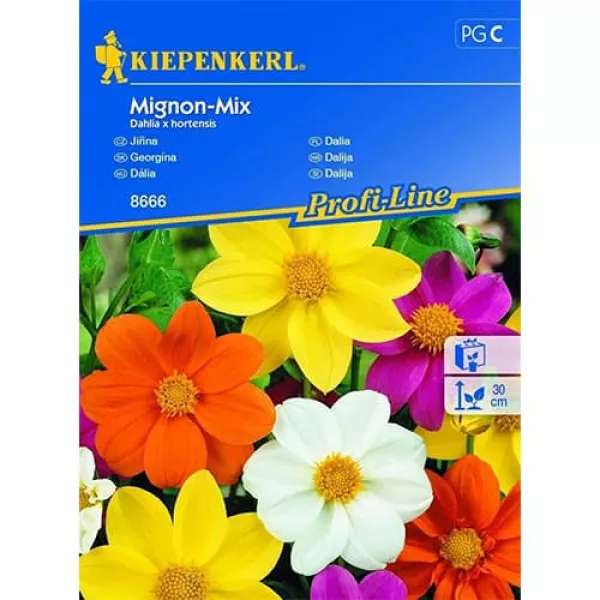 Dalia Mignon mix kolorów