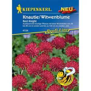 Knautia Red Knight